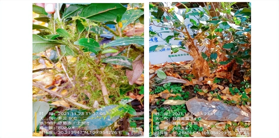 新型生物农药小檗碱，填补我国柑橘青苔防治市场的空白  第5张