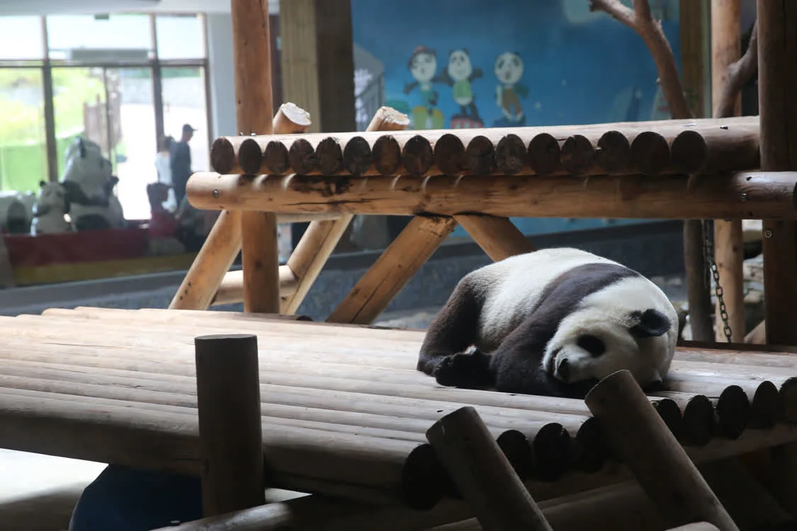秦岭野生动物园：西安持续高温大小熊猫花式解暑(图3)