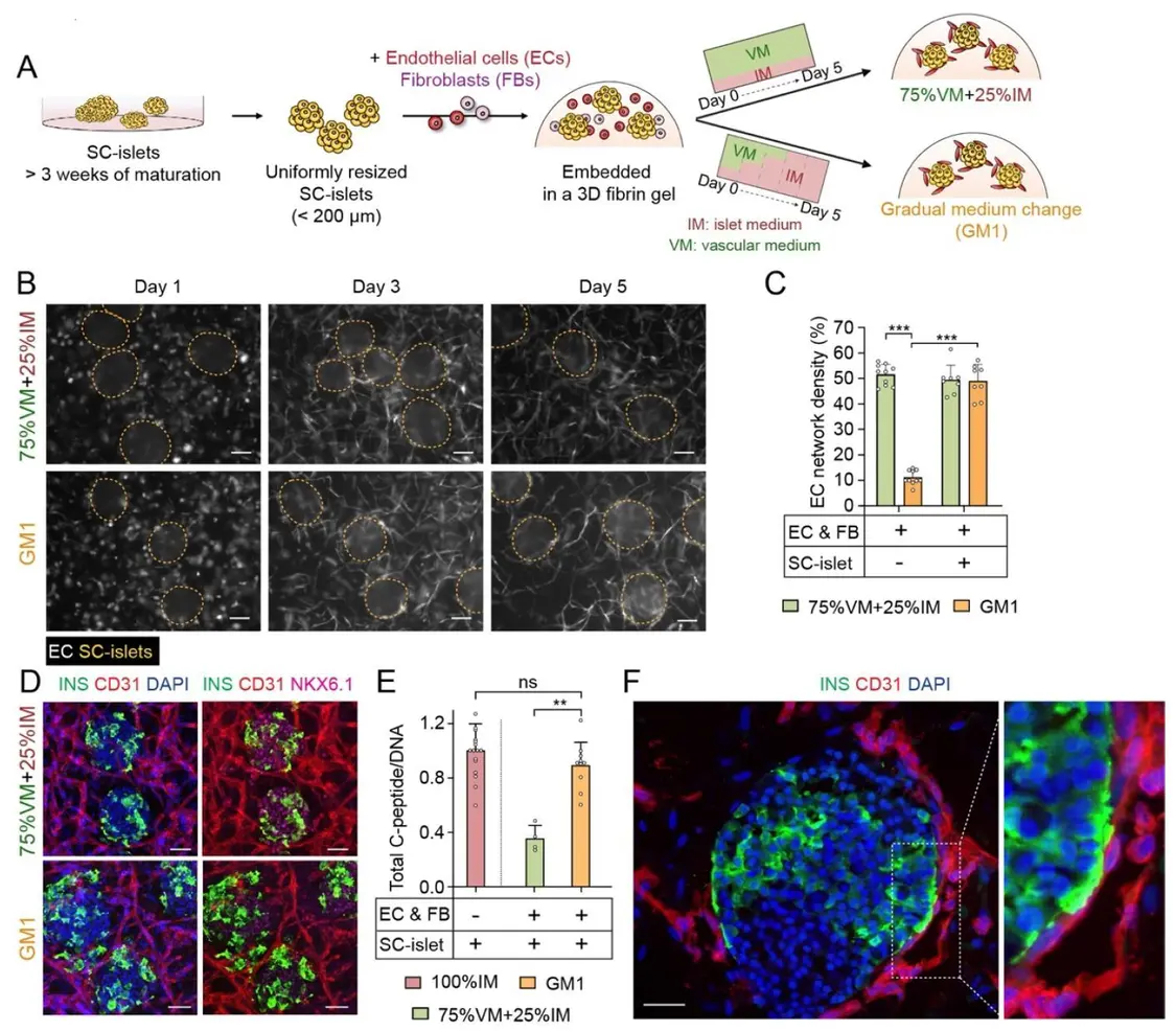 为什么说糖尿病可能是最先被攻克的人体常见病?——最新生物学技术成功“定制”人类专属胰岛插图2