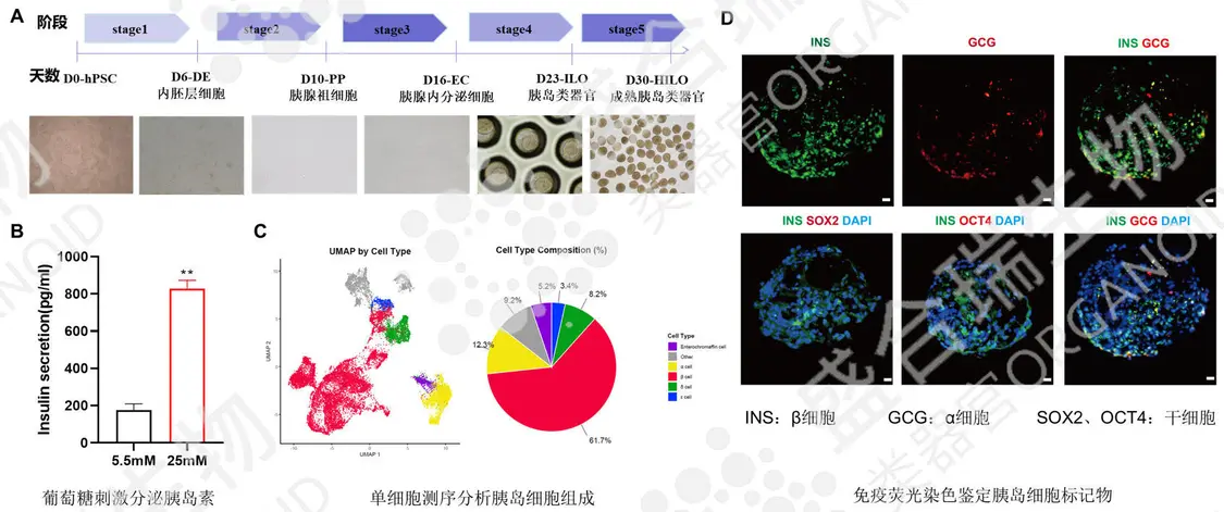 为什么说糖尿病可能是最先被攻克的人体常见病?——最新生物学技术成功“定制”人类专属胰岛插图6
