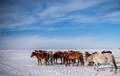 你应该在冬天去次内蒙古 感受最纯净的天路之旅