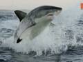 攝影師抓拍大白鯊躍出水面捕食震撼瞬間