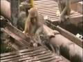 實(shí)拍猴子被鐵軌電昏 同伴將其丟入水溝晃醒