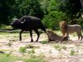 母狮捕猎水牛 公狮不帮忙乘机交配