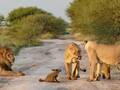 非洲狐狸遭狮群围攻 咆哮反击自卫