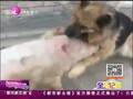 實(shí)拍豬狗掐架 大狼狗被小豬咬倒落荒而逃