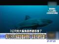 3米大白鲨被不明生物瞬间拖入深海吞噬