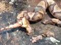 实拍蝮蛇遭砍头 断头狠咬自己身体