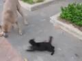 小猫街边遭攻击 母猫飞扑抓咬大狗