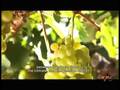 2013-09-20美酿醇品 葡萄酒新世界