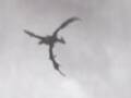 神秘长角“飞龙”盘旋英国上空