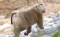 马来西亚的猪尾猕猴为什么喜欢吃老鼠?一年能吃掉2080只