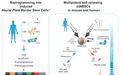 Cell Stem Cell:将人成熟的血细胞直接重编程为一类新的神经干细胞