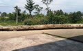 四川16米长乌木出土归属引争议 律师:埋藏物归国有