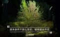 蚂蚁森林：从虚拟世界出发，获得真实的成就感 | 中国创新