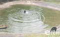 动物园虐待黑熊让其冷水浴?重庆园方:打架打热了 赢的优先泡