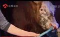 12小时给活牛注水120斤!对于“注水牛肉”,应该如何鉴别?