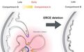Cell:60多年秘密终破解!新研究揭示哺乳动物DNA复制机制