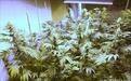被忽略的风险:美国大麻公司扎堆加拿大上市背后的无奈