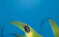 萤火虫的尾巴为了什么而发光？它们发光的目的是为了“浪漫”吗