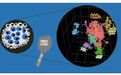 Stem Cell Reports:尼古丁会影响胚胎的健康发育