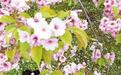 Sakura World 霓虹国赏樱另辟蹊径
