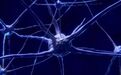 Nat Neurosci:科学家们找到了大脑标记时间的方法