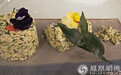 最美不过人间四月花椒芽菜 营养丰富你吃过吗?