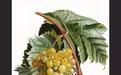 最有“葡萄味儿”的葡萄品种——Muscat家族和它的“假亲戚”们