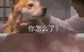史上最全威士忌酒标冷知识,99%的人不知道