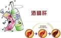 酒精肝是怎么形成的?4大诱因你应了解!