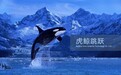 【首发】虎鲸跳跃完成300万美元Pre-A轮融资,蓝湖资本领投