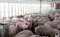 中国取消3247吨美猪订单
