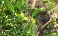 枣花蜂蜜是热性还是凉性?枣花蜂蜜是温性的吗?