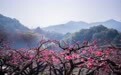 桃花源秘语:你若安好,我不打扰