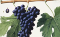 OIV发布的这份全球葡萄酒产业形势报告都说了啥？