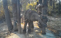 一头泰国小象真实的故事 | 泰国驯象视频曝光