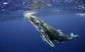 美科学家研究认为：座头鲸是人类与外星人交流的关键