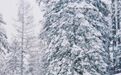 这里一下雪就像穿越到了北欧!今年景区还任性对全国游客免票