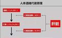 白酒和啤酒相比,哪个更伤肝?