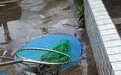 暴雨后鳄鱼到肉联厂“溜达”被捕，武汉动物园：不是我们的