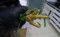 鹰猎照片获IPPA大赛冠军引担忧