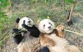 棕色大熊猫“七仔” 从弃婴到明星的别样“熊生”
