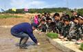 全国首块“长在石板上的水稻”实验田在山东威海落成