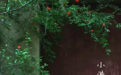 小满|最节气·日照茶