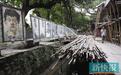 小洲村“泯然城中村矣”! 市人大代表呼吁先期保护非文物
