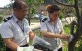 1亿头周氏啮小蜂投放泰山景区 用于防治美国白蛾