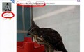 新乡回应“掏鸟案”:猎捕贩卖燕隼“事实始终确凿”