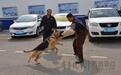 站前派出所警犬加强撕咬训练提高技能震慑坏人
