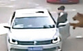 游客在八达岭野生动物园下车 遭老虎袭击1死1伤